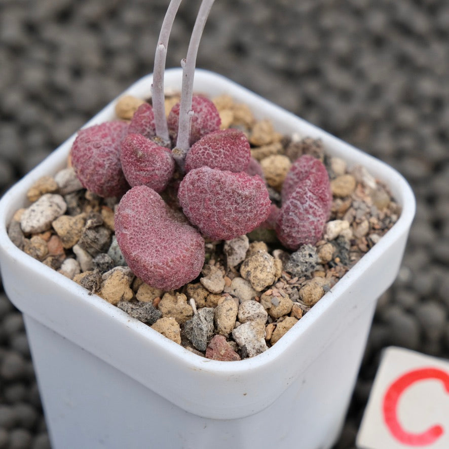 Adromischus Eve Imported Succulent Plant