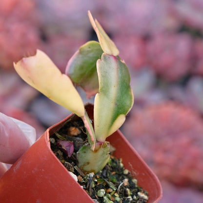 Variegated Christmas Cactus Succulent Plant