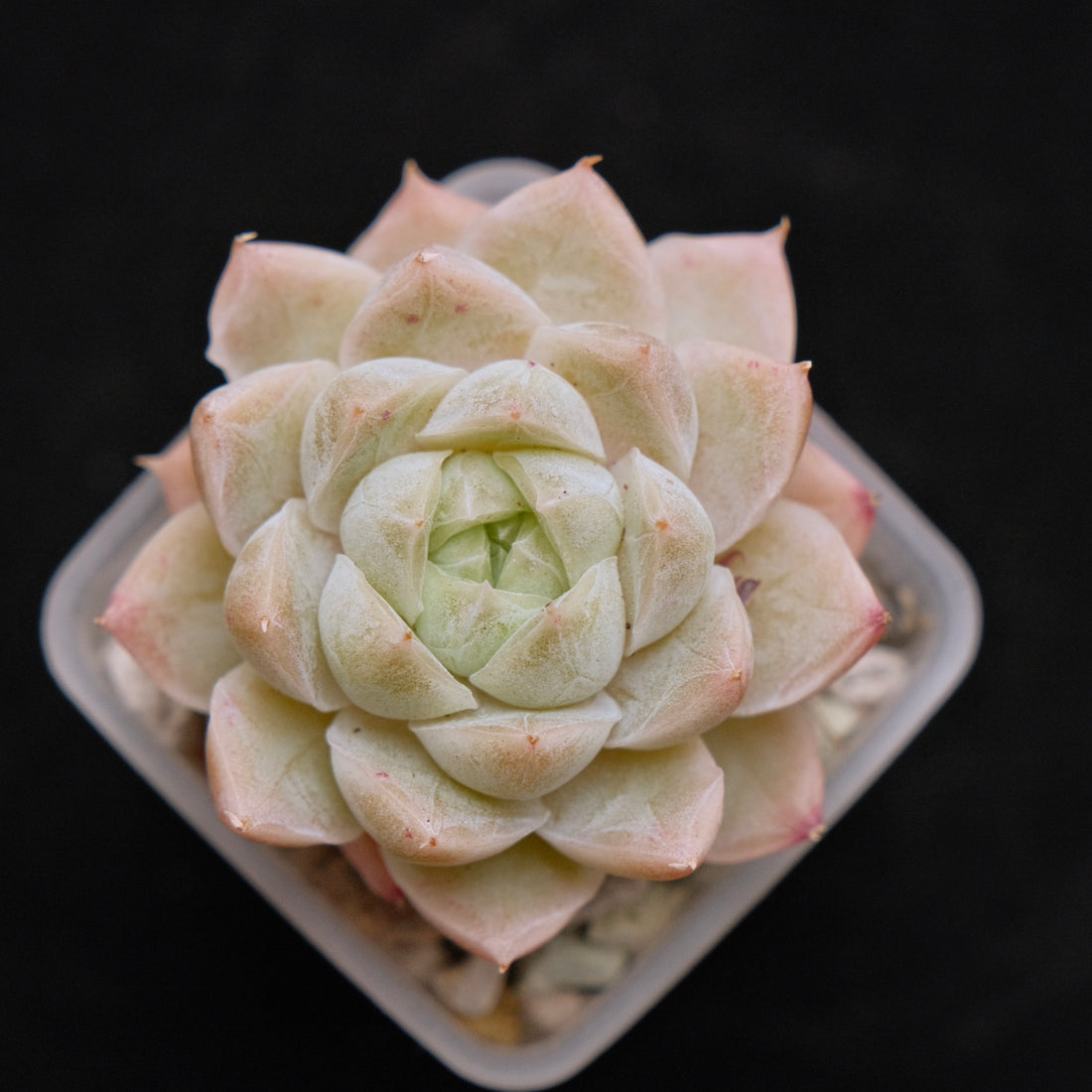 Echeveria hybrid imported Succulent Plant