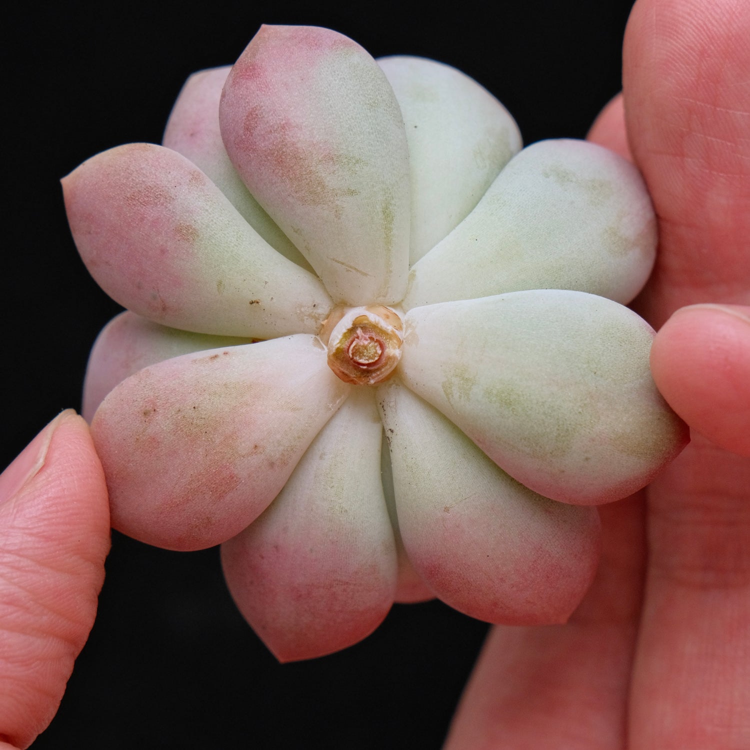 Pachyveria Ice Cream cutting Korean Succulent Plant