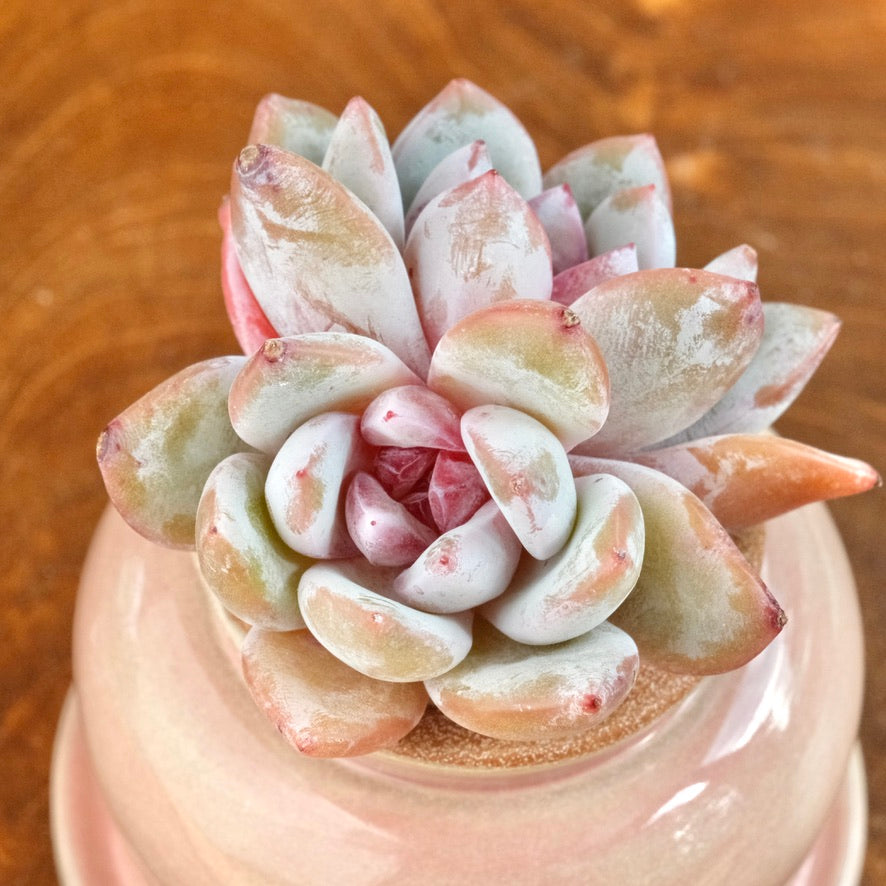 Echeveria Special Trumso double Imported Succulent Plant