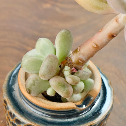 Graptoveria White Americano Korean Succulent Plant