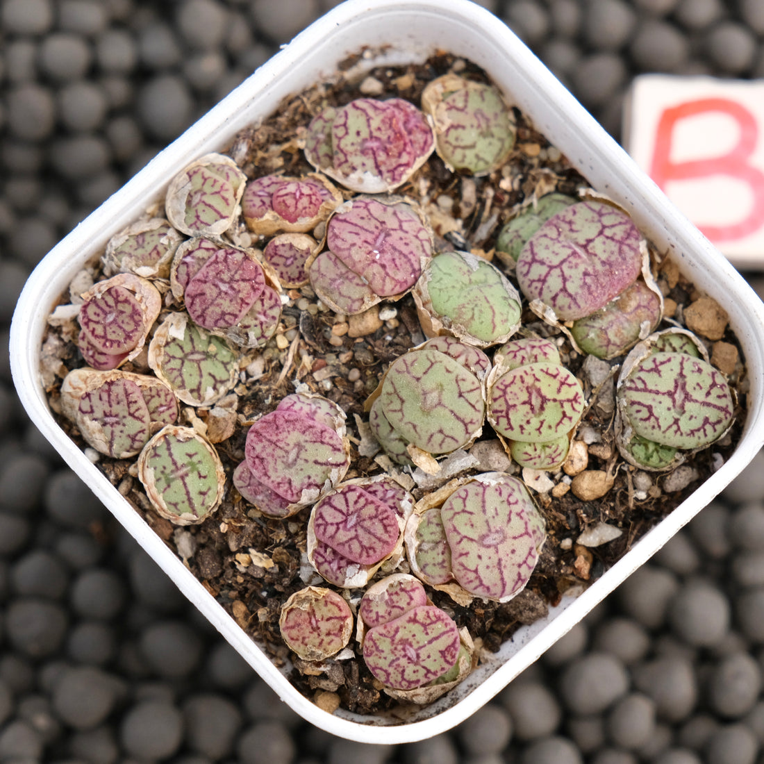 Conophytum minimum &