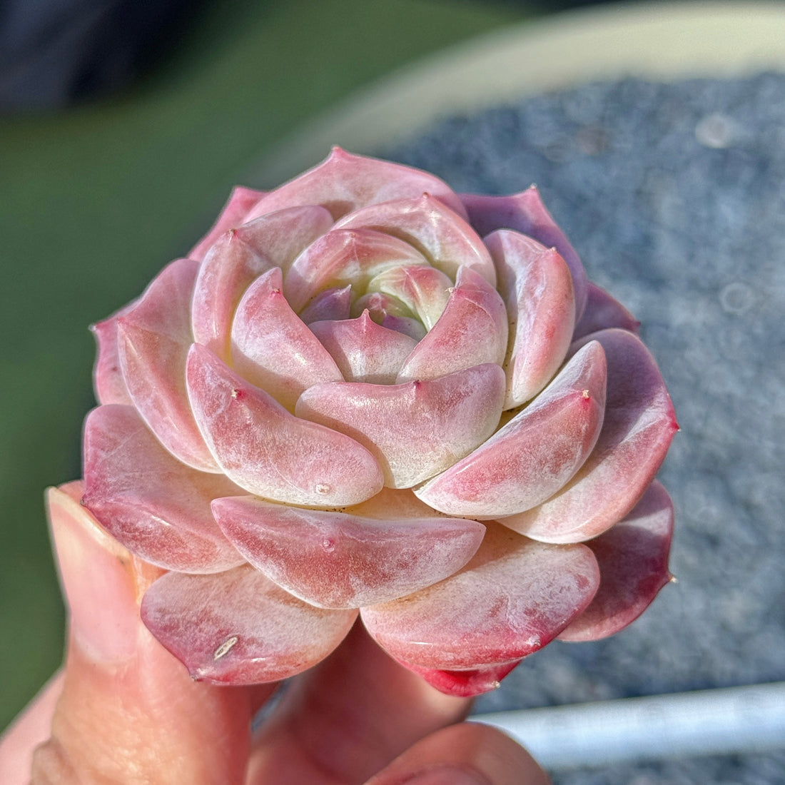 Echeveria Jelly Hybrid Succulent Plant A