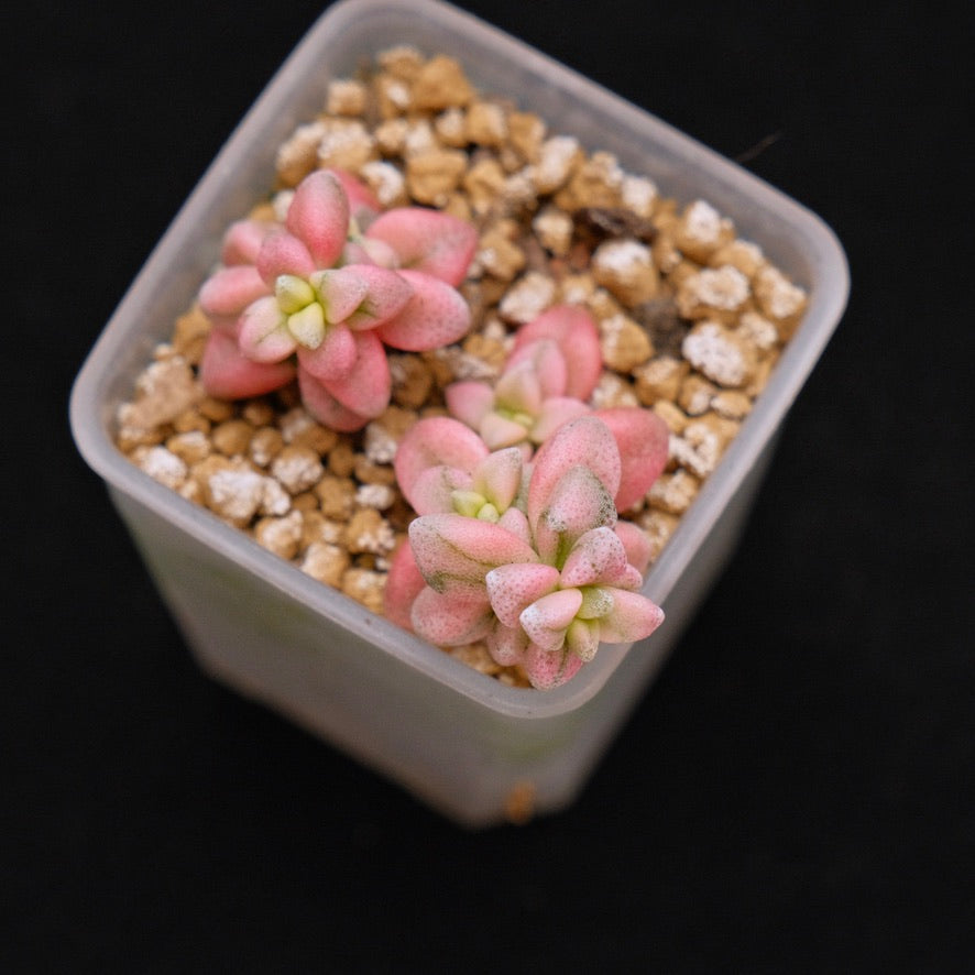 Variegated Crassula deltoidea babies Korean Succulent Plant