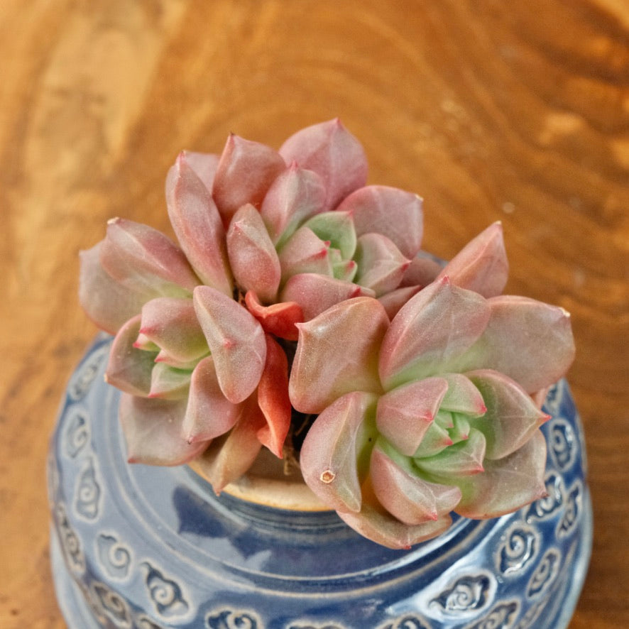 Echeveria Vasilisa cluster Korean Succulent Plant