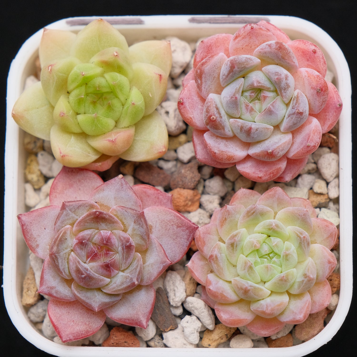 Echeveria Hybrid Set of 4 Imported Succulent Plants