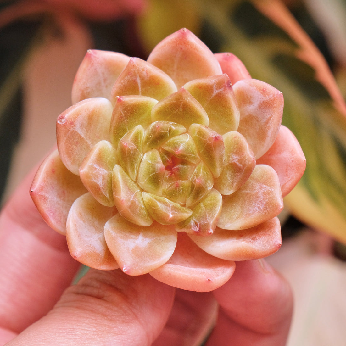 Echeveria Cubic Daisy Korean Succulent Plant *New*