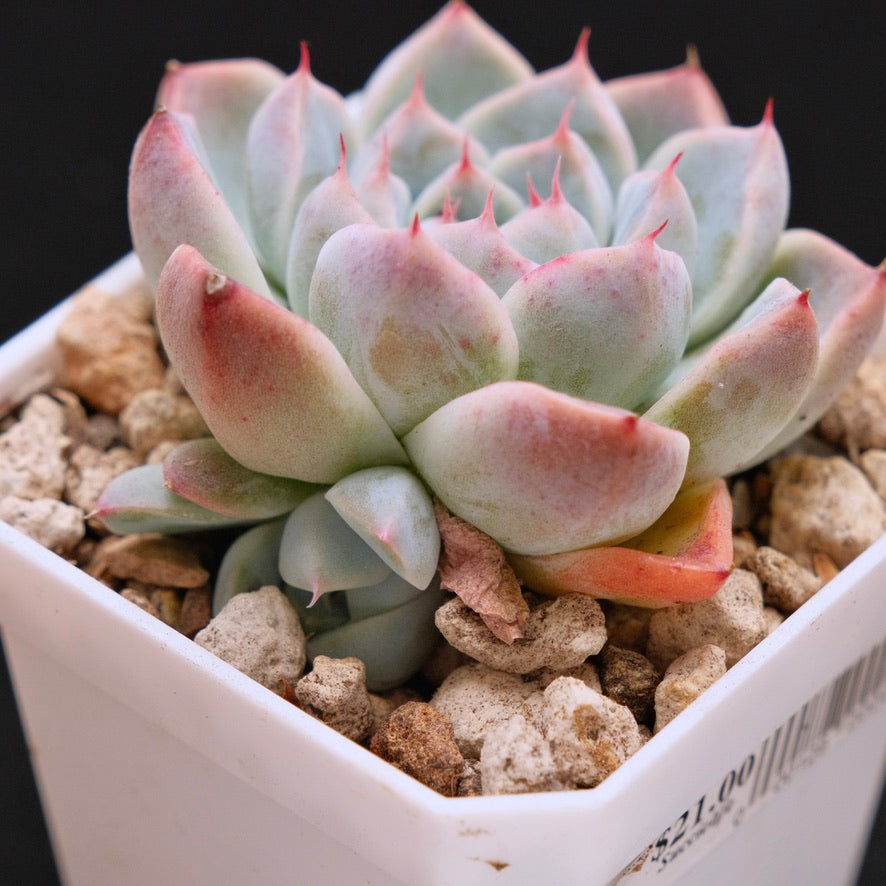 Echeveria Manuel Korean Succulent Plant Rare Hwaga Hybrid
