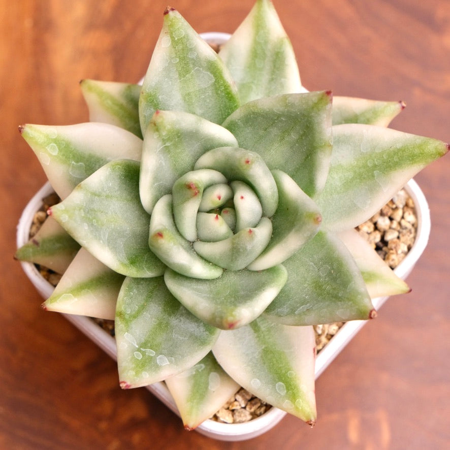 Variegated Echeveria Elkhorn Korean Succulent Plant