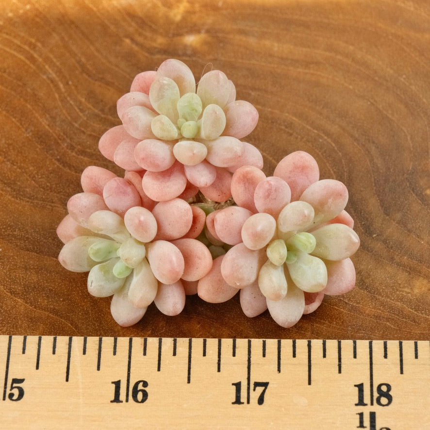 Graptosedum Rococo Imported Succulent Plant