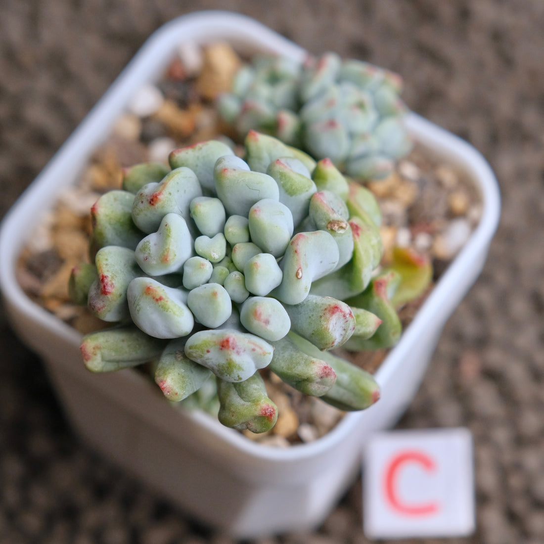 Sedeveria Pudge Finger cluster Imported Succulent Plant - C