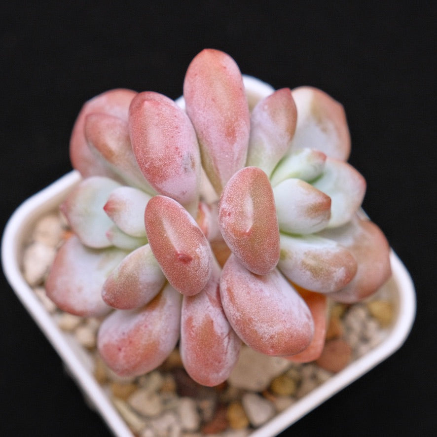 Graptoveria Apricot Candy Korean Succulent Plant