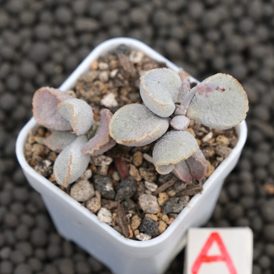 Adromischus Pink Snow Egg Imported Succulent Plant