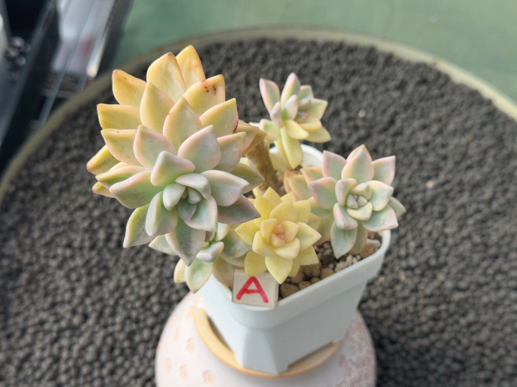 Variegated Graptosedum Ghosty Imported Succulent Plant