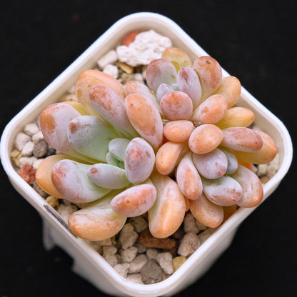 Pachyveria Venus Korean Succulent Plant