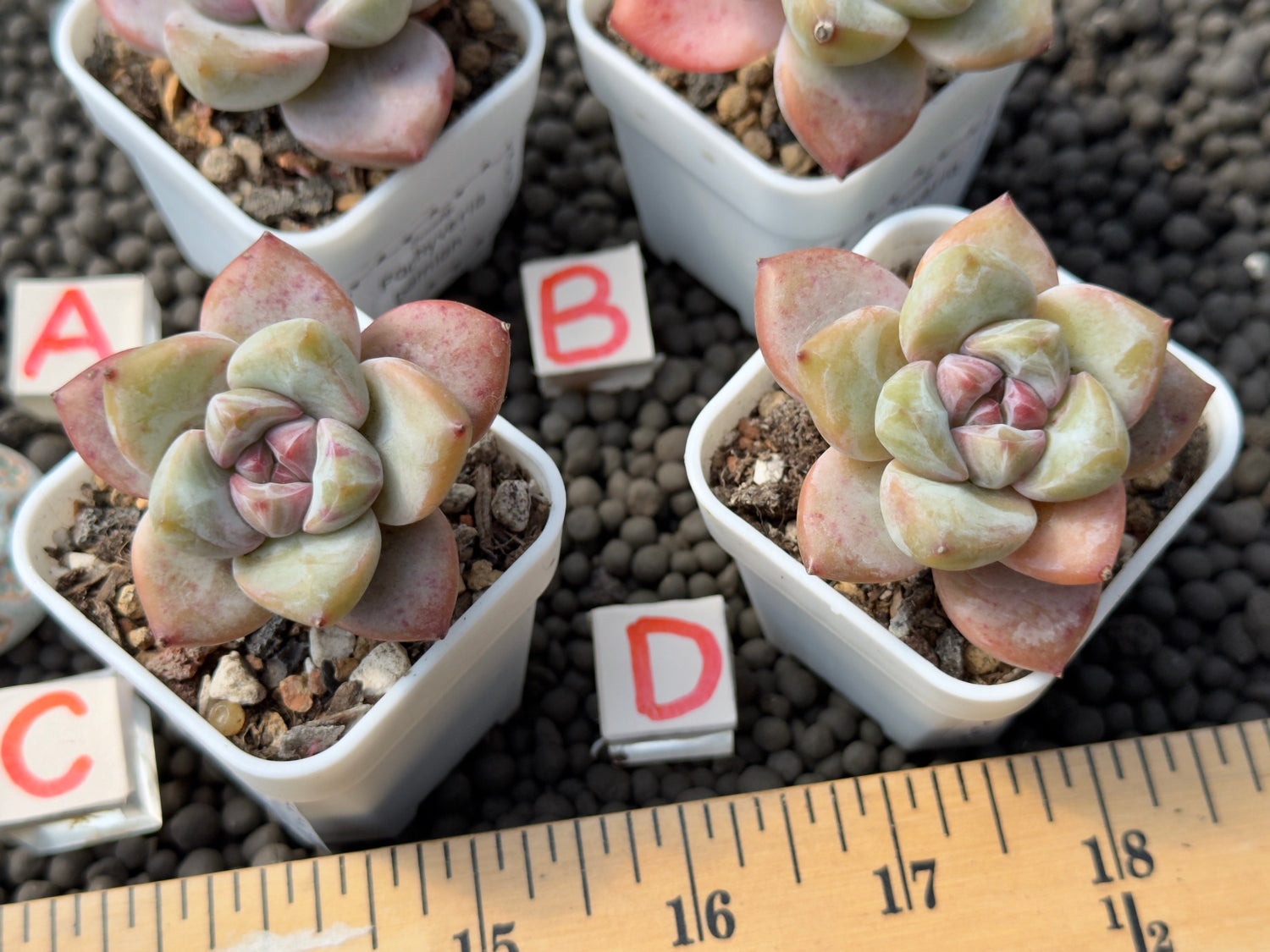 Pachyveria Damian Imported Succulent Plant