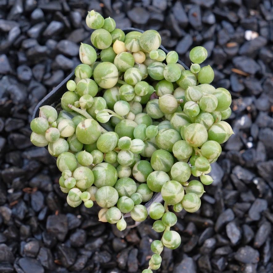 Variegated String of Pearls Senecio rowleyanus Locally Grown Succulent Plant