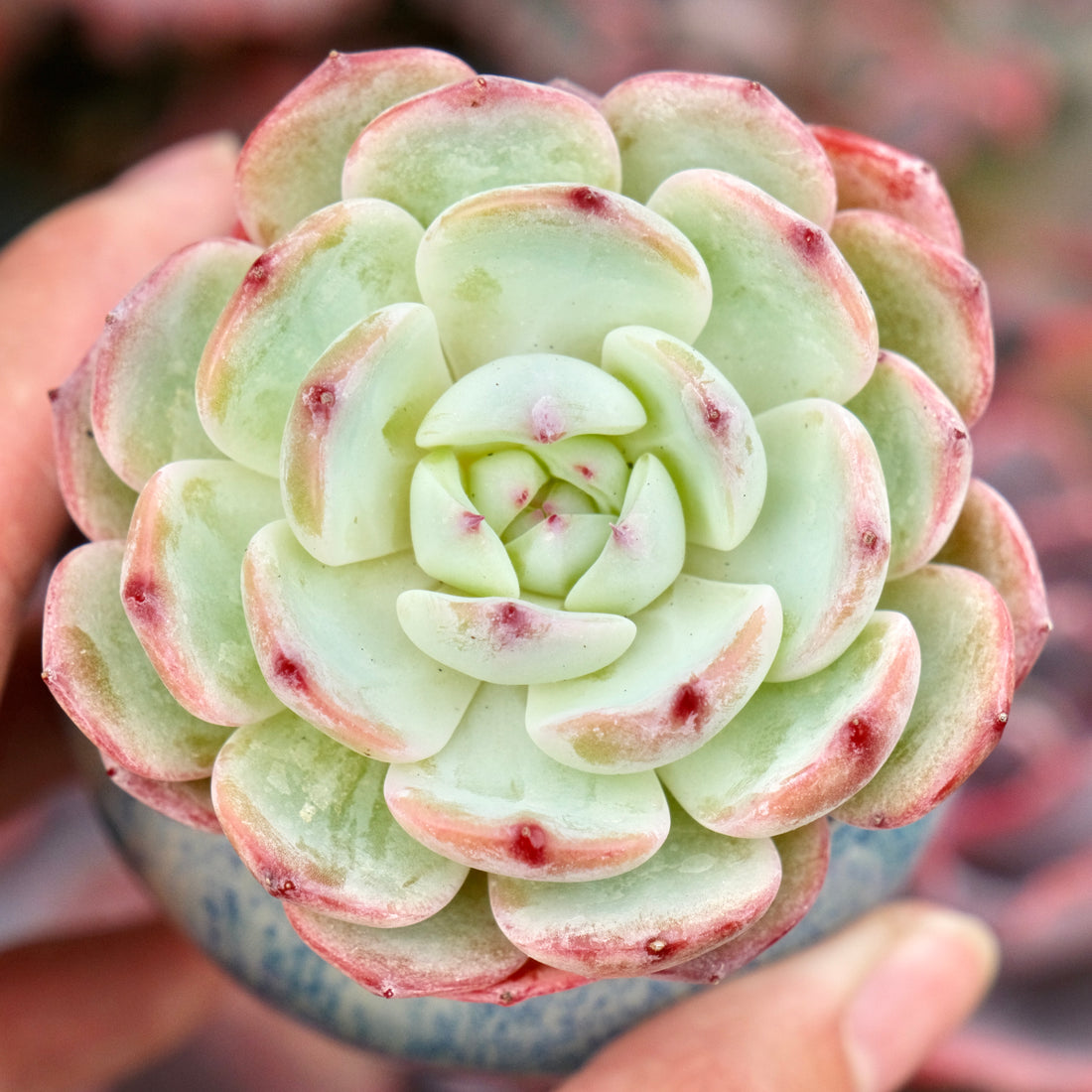 Echeveria Bliss Imported Succulent Plant Hwaga hybid