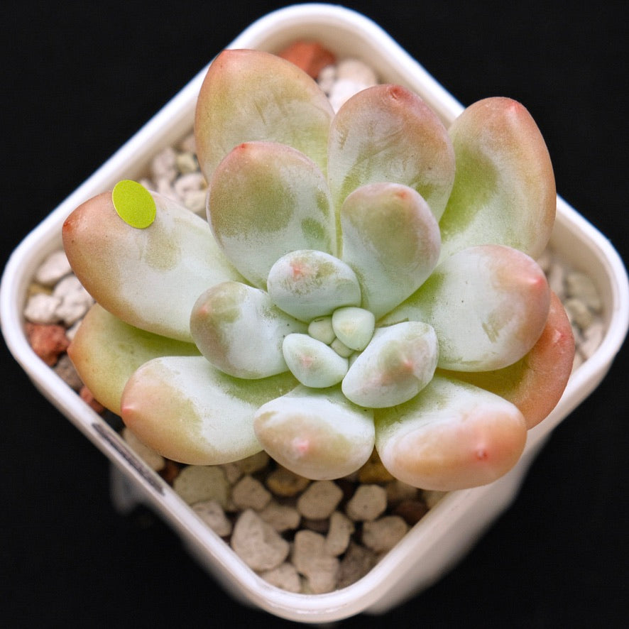 Pachyphytum Frevel Korean Succulent Plant