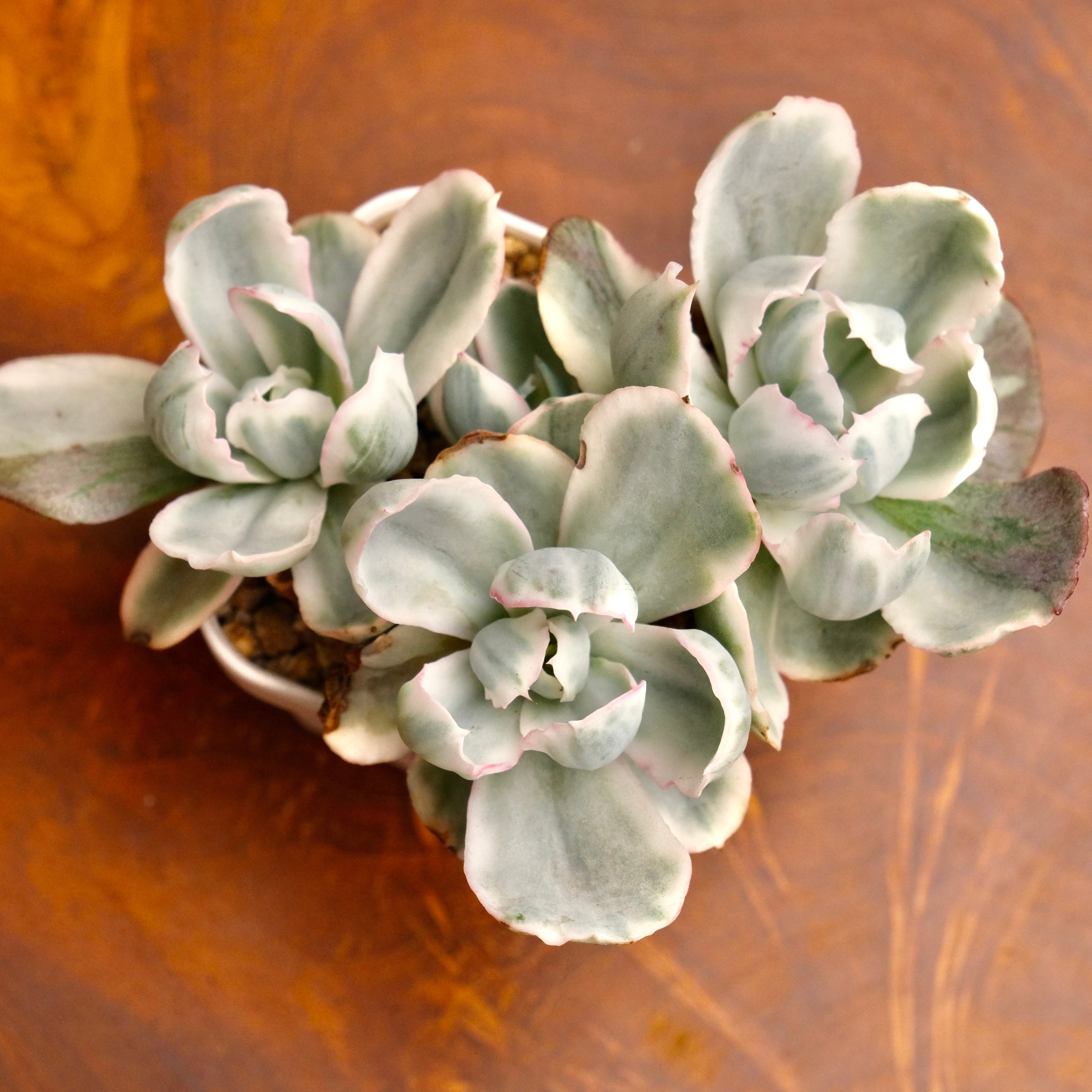 Variegated Echeveria Berkeley Light Imported Succulent Plant (Not recommended for indoor growing)