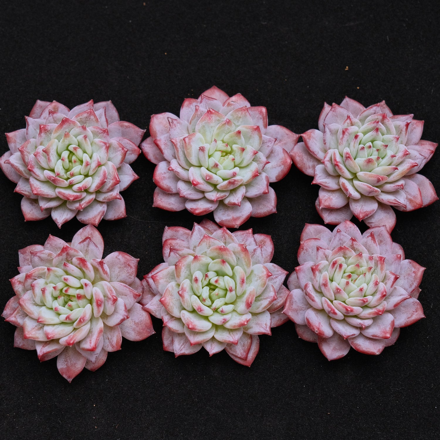 Echeveria Havisham&