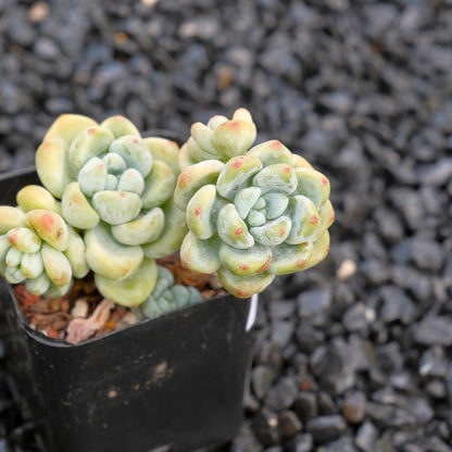 Sedum clavatum Succulent Plant