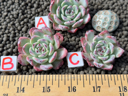 Echeveria Aurora Berry Korean Succulent Plant Changhee hybrid