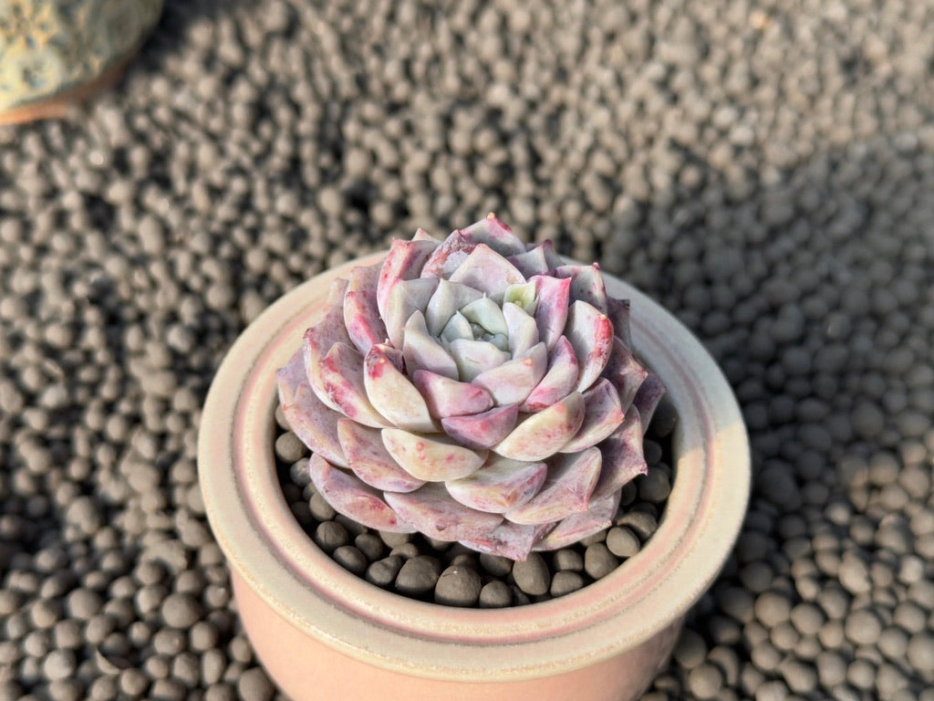 Echeveria Rosalia Special Korean Succulent Plant