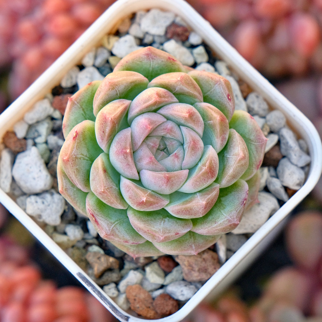 Echeveria Pink Baby Korean Succulent Plant *New*