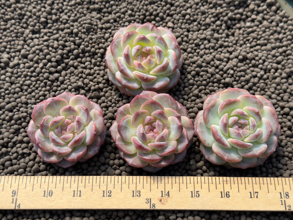 Big Echeveria Ice Soul Imported Succulent Plant