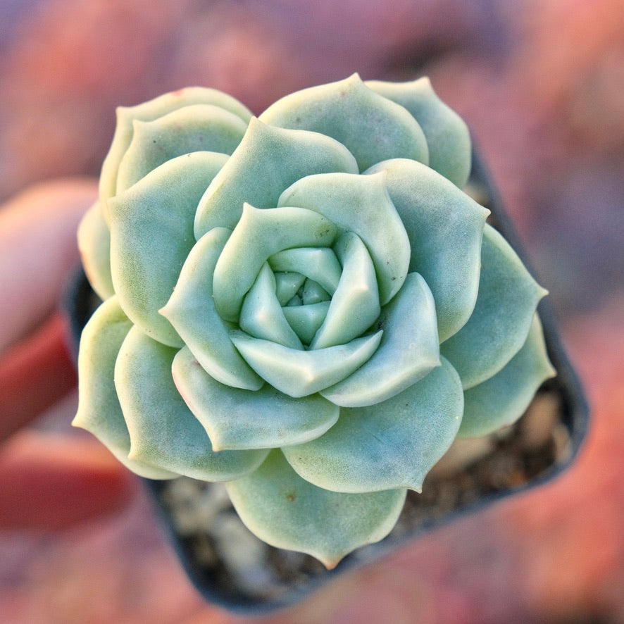 Graptoveria Lovely Rose Succulent Plant