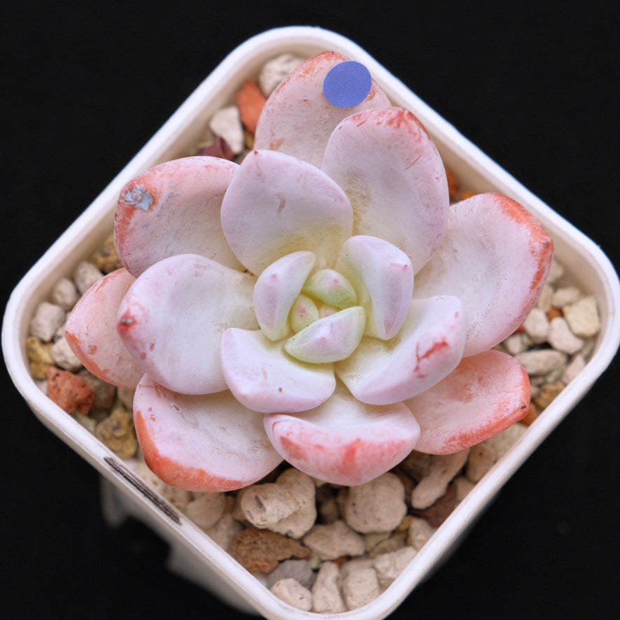 Echeveria La Traviata Korean Succulent Plant