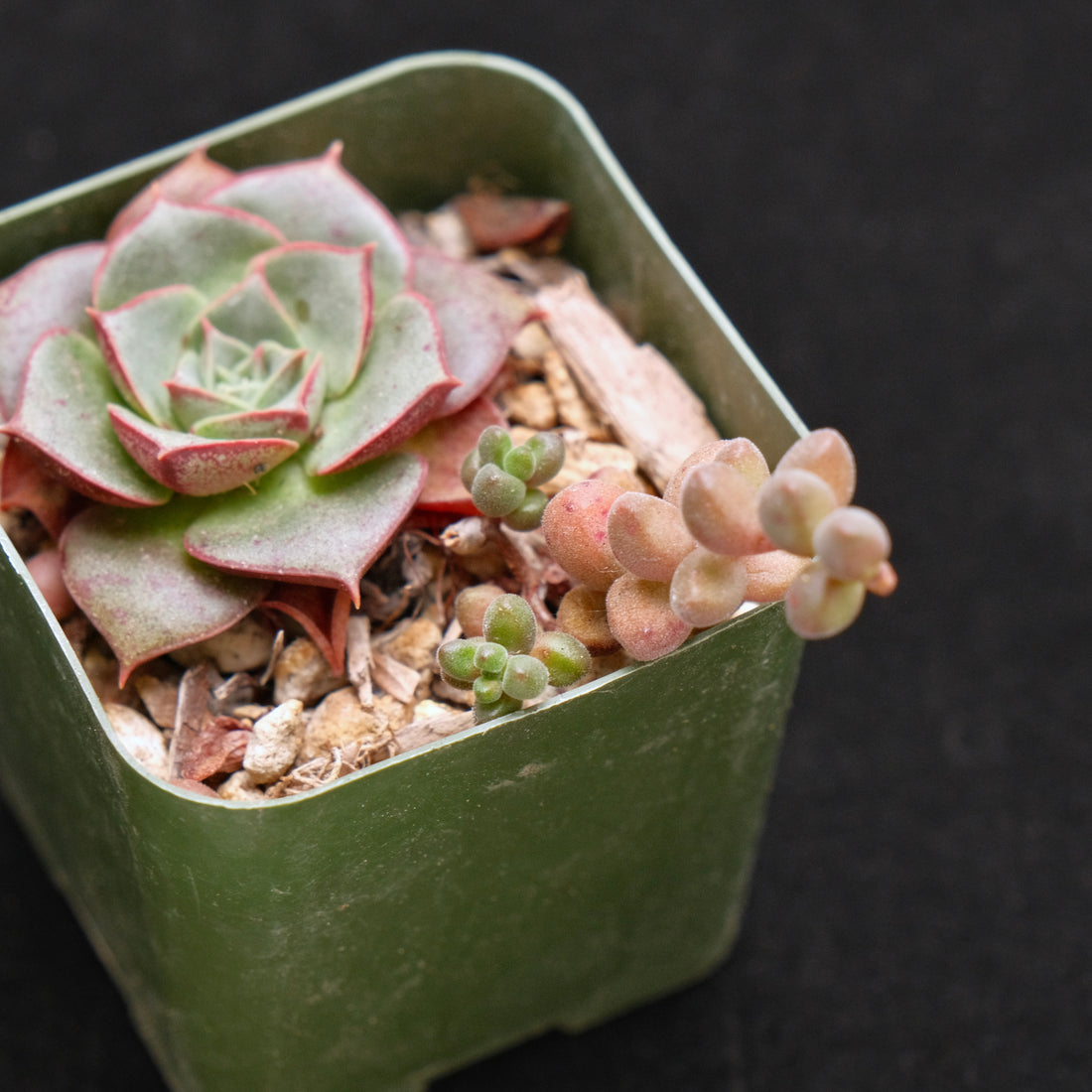 Echeveria Longissima and Sedum stahlii babies Succulent Plant