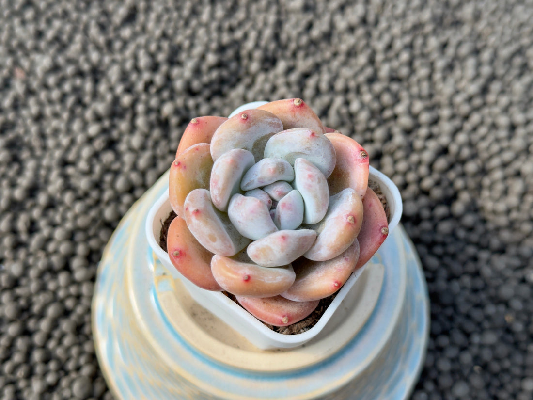 Chubby Graptoveria hybrid Imported Succulent Plant