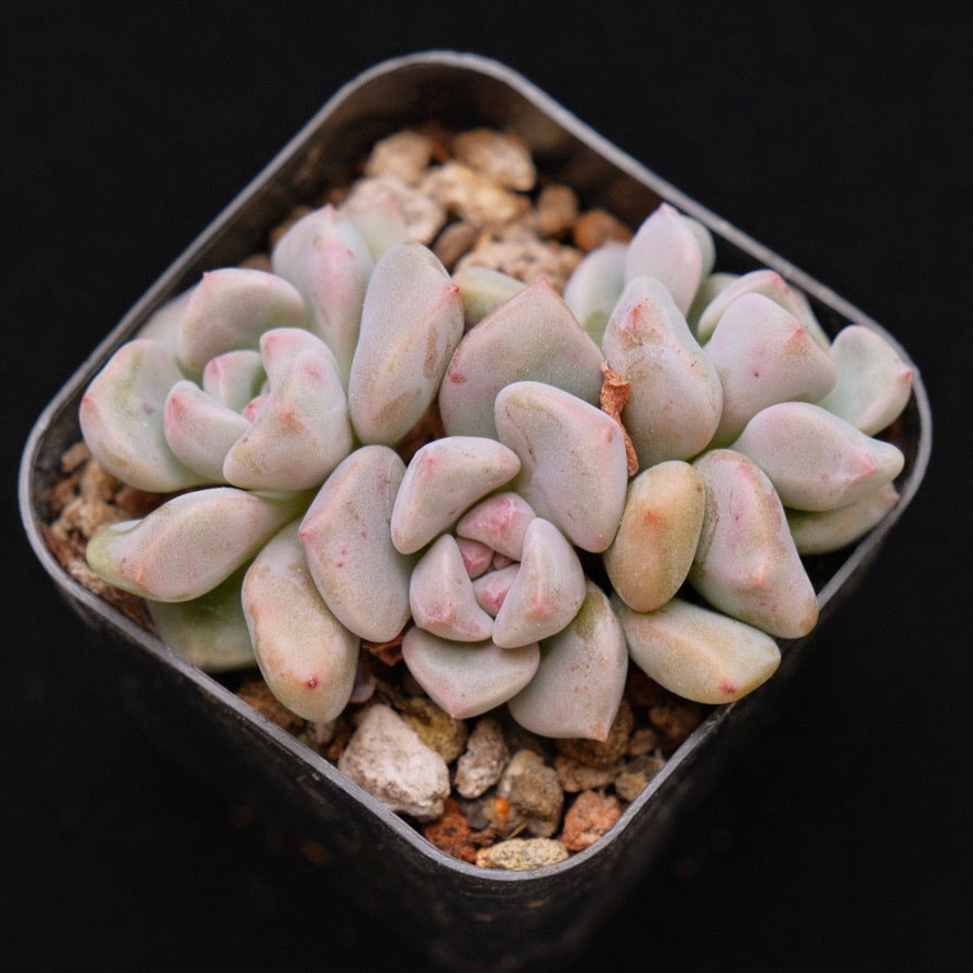 Graptoveria Pink Rosa Korean Succulent Plant Hwaga Hybrid