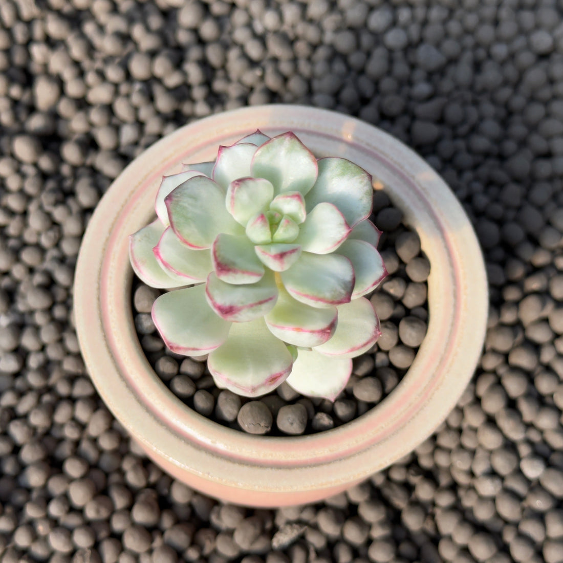 Variegated Echeveria Tango Korean Succulent Plant