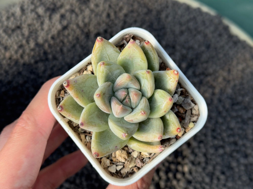 Echeveria tolimanensis x tapalpa Korean Succulent Plant Changhee Hybrid