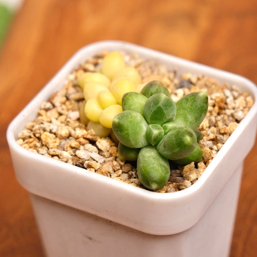 Variegated Pachyphytum compactum Imported Succulent Plant