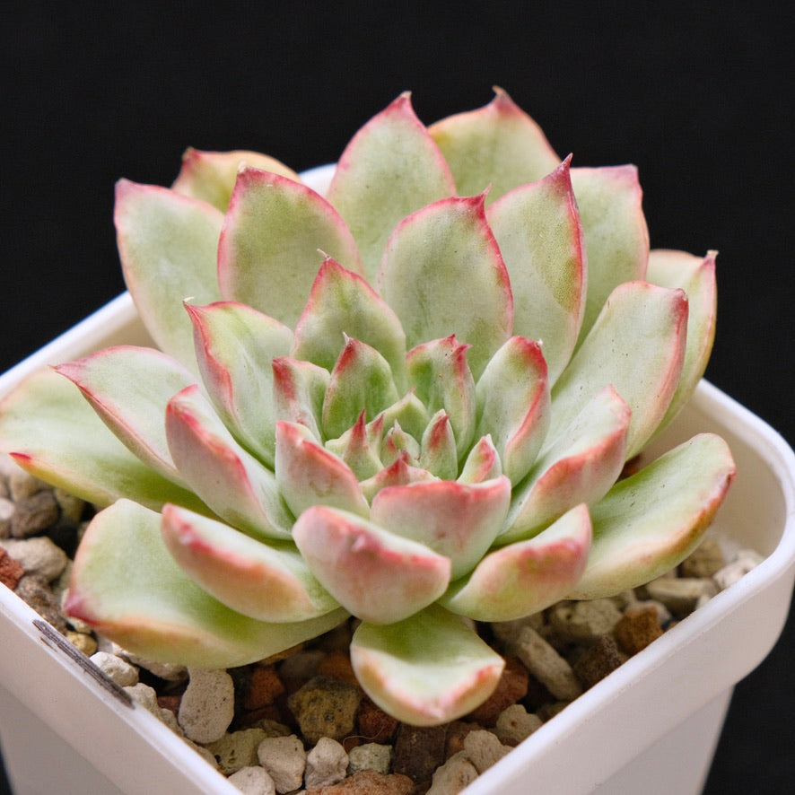 Variegated Echeveria pulidonis Korean Succulent Plant