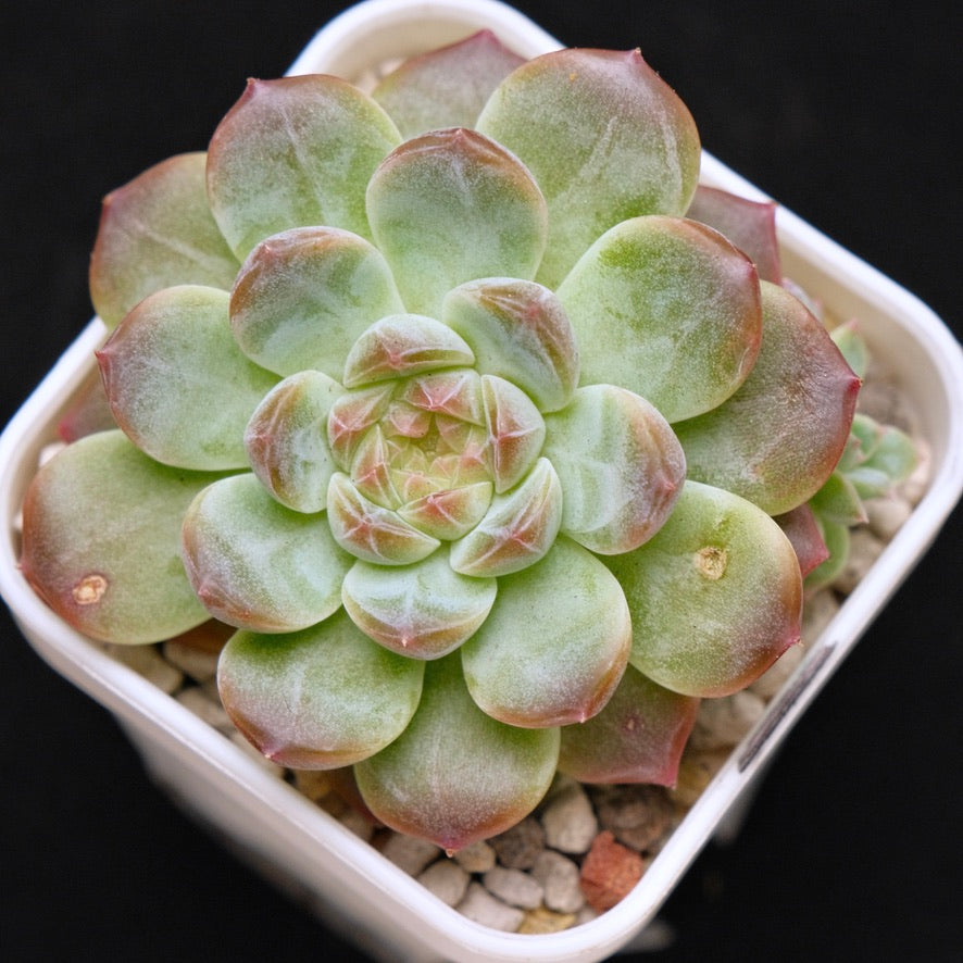 Echeveria Amber Korean Succulent Plant