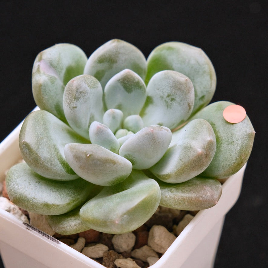 Pachyveria Gold Candy Korean Succulent Plant *New*