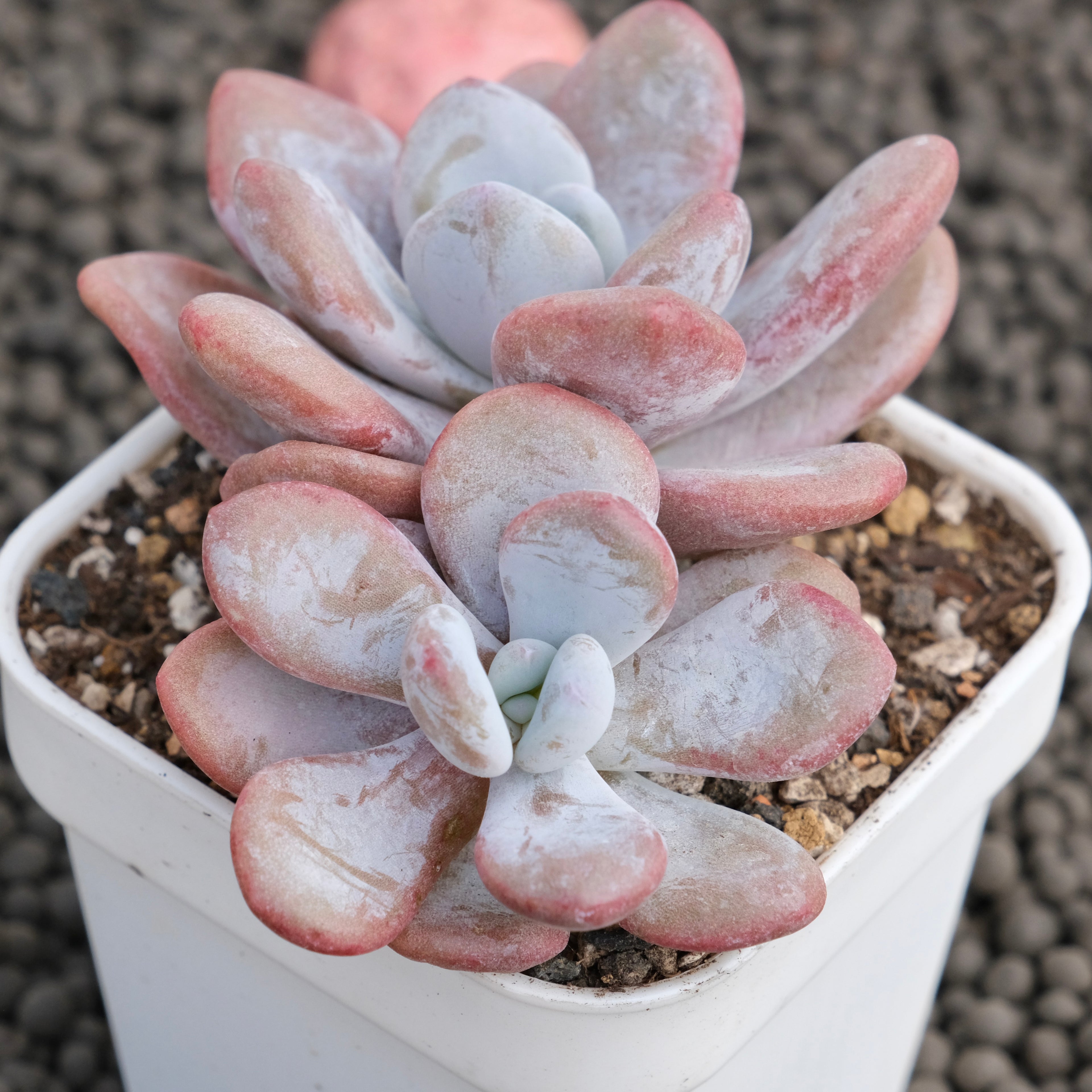 Graptoveria Lala Korean Succulent Plant