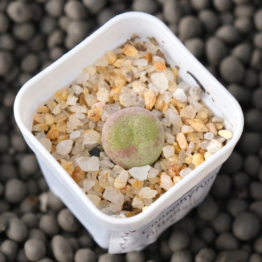 Conophytum pillansii Imported Succulent Plant