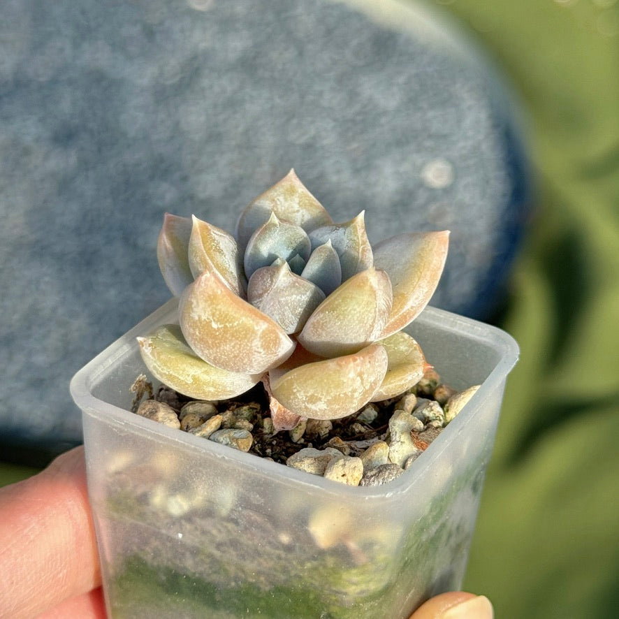 Pachyveria Ivory Mountain Korean Succulent Plant