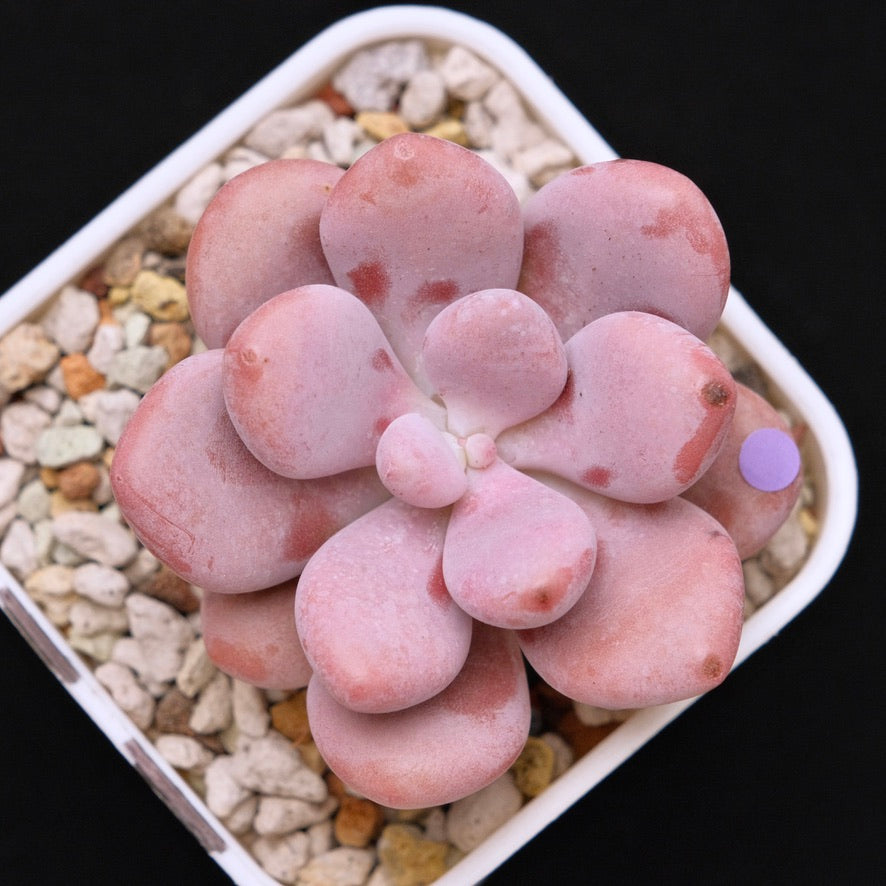 Graptopetalum Pink One Korean Succulent Plant