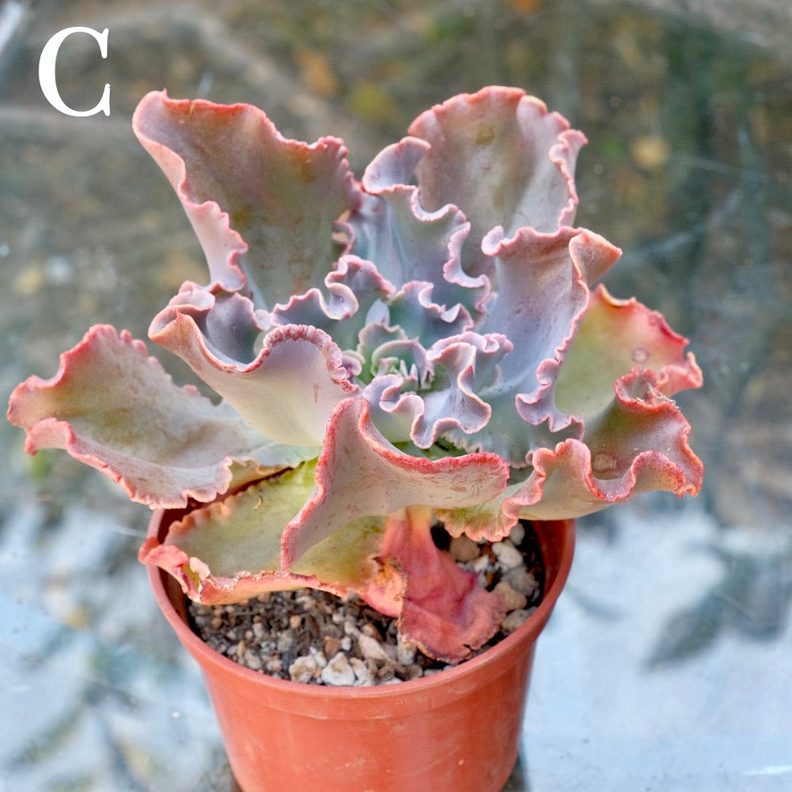 Echeveria Dark Knight - Rare Dick Wright hybrid - C