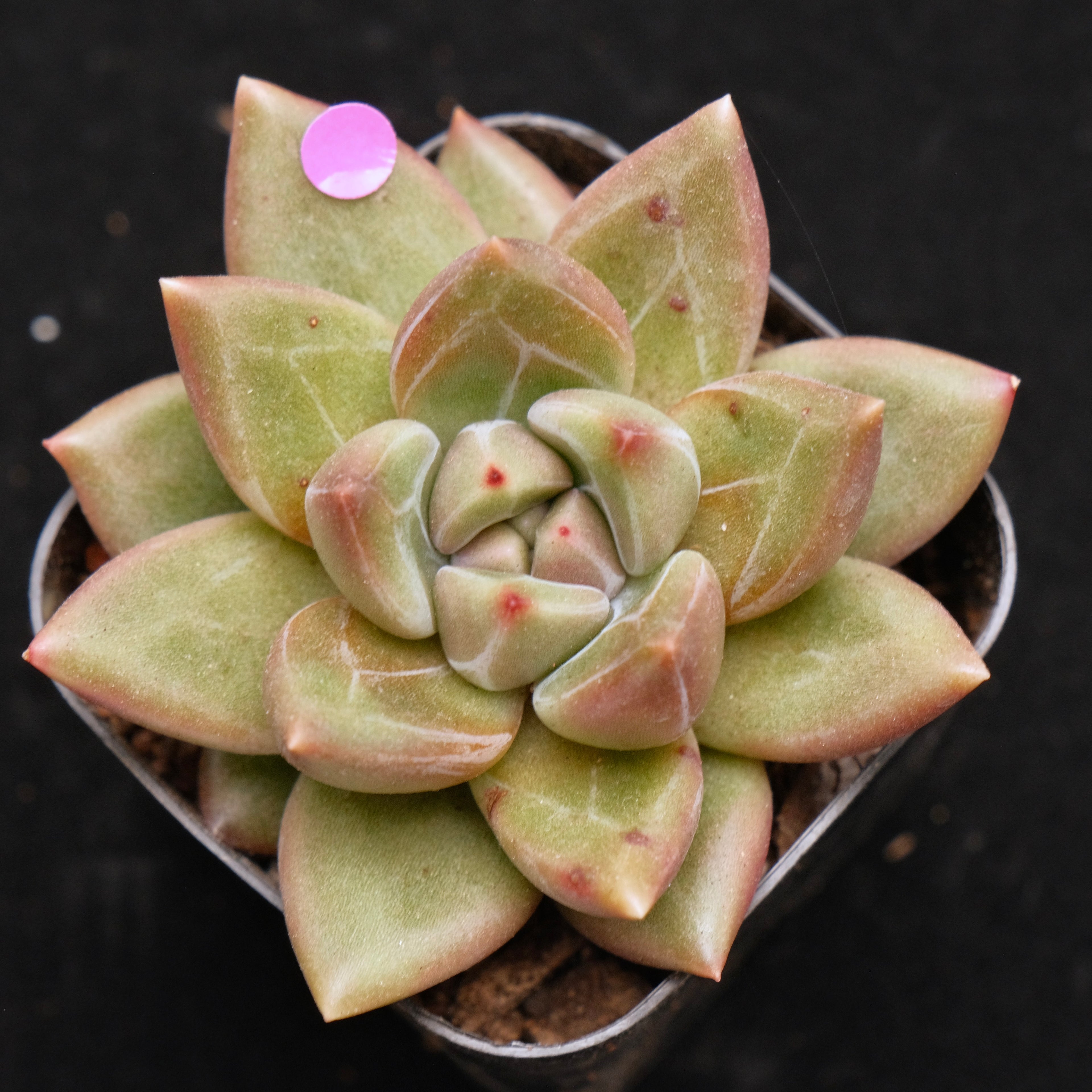 Pachyveria Tivoli Korean Succulent Plant