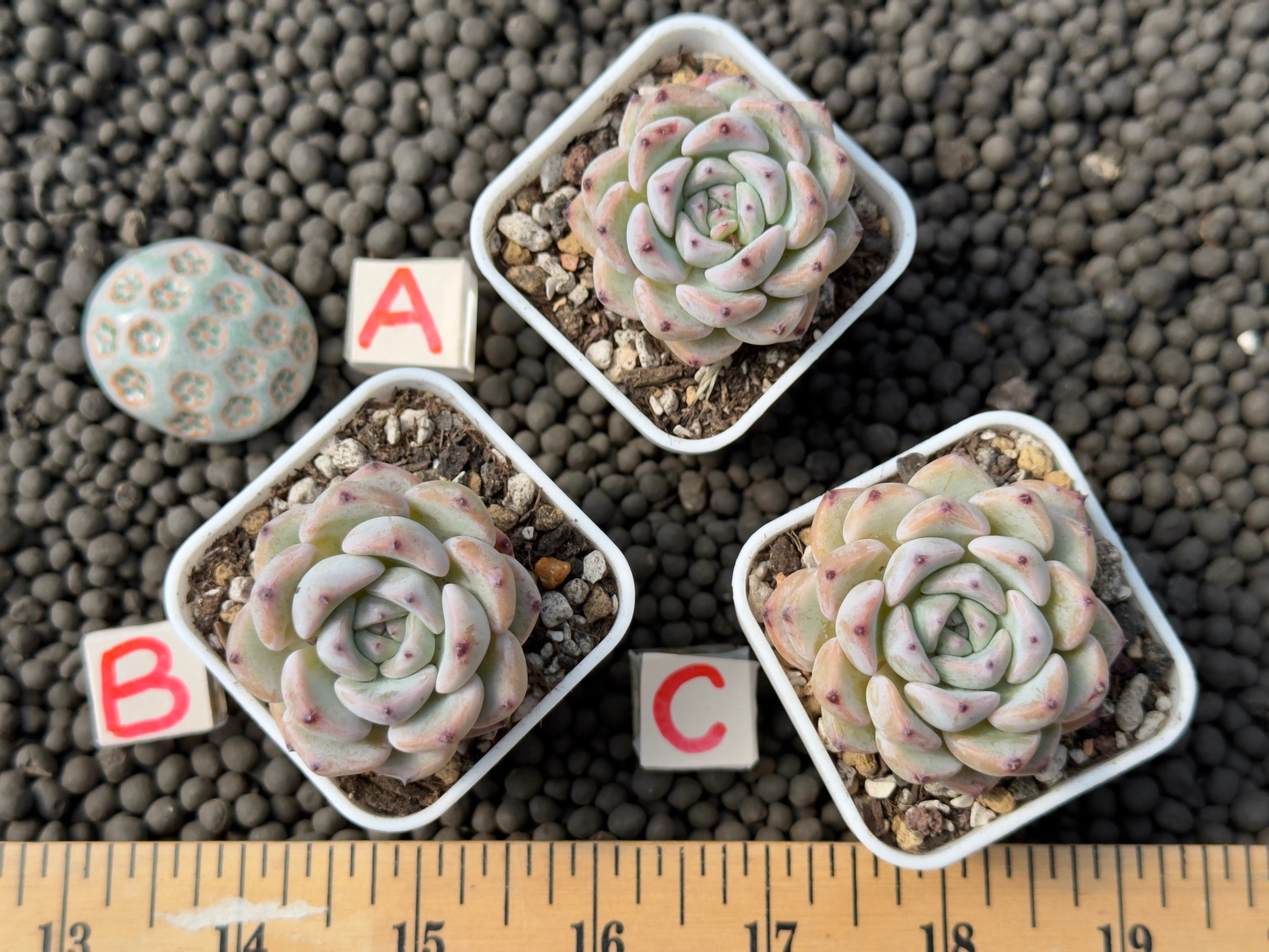 Echeveria Sunsu Korean Succulent Plant Hwaga hybrid