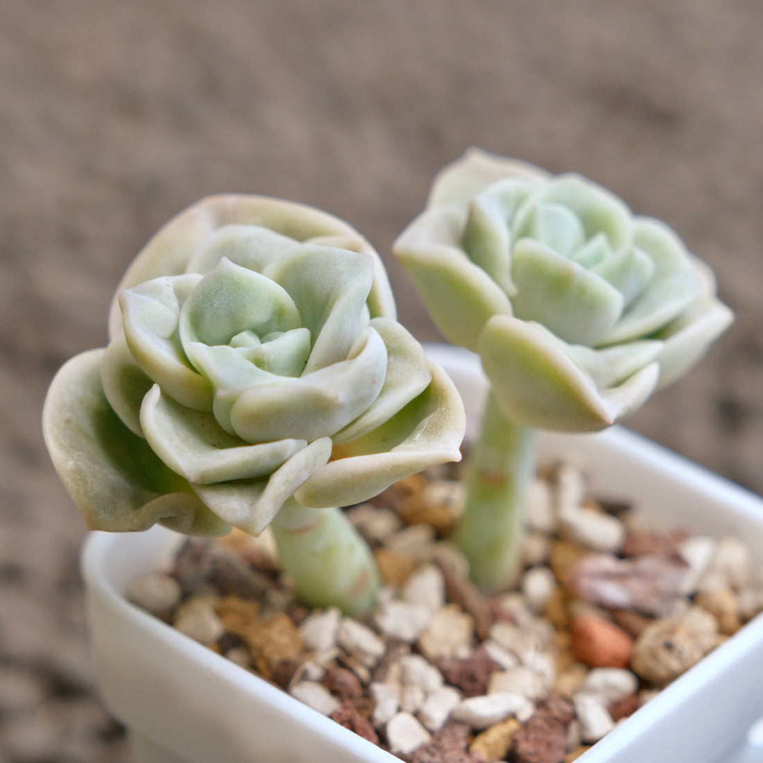 Graptoveria Lovely Rose double Imported Succulent Plant - A